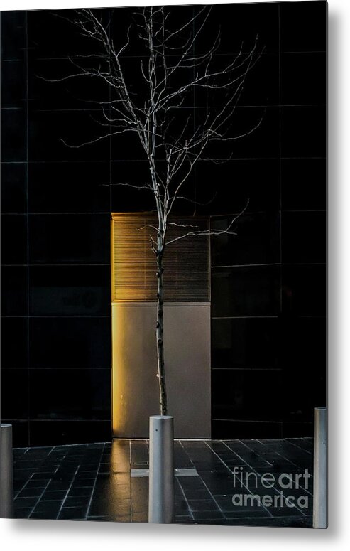 Tree Metal Print featuring the photograph A Tree Grows in the City by James Aiken
