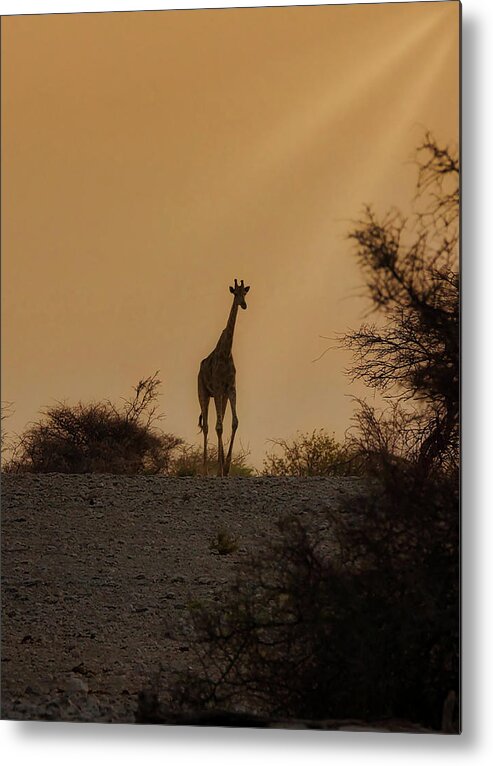 Africa Metal Print featuring the photograph Afternoon walk by Ernest Echols