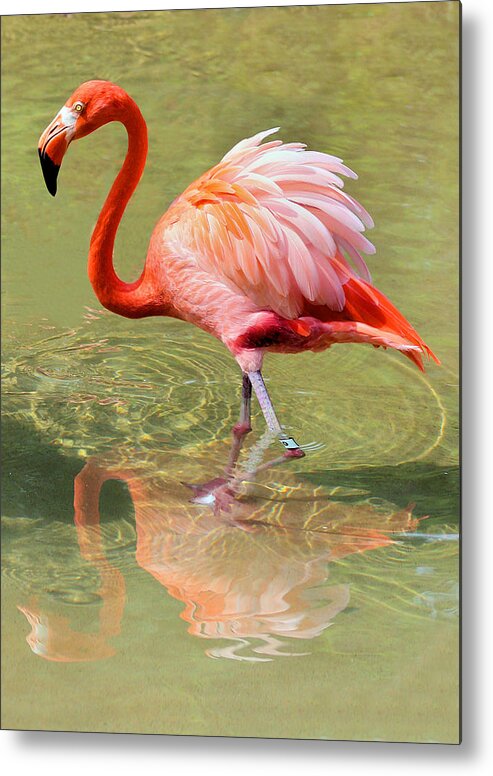 Flamingo Metal Print featuring the photograph All Ruffled Up by Kristin Elmquist