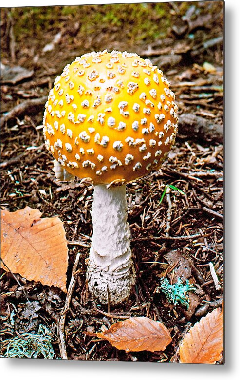 Mushroom Metal Print featuring the photograph Amanita Mushroom Photo by Peter J Sucy
