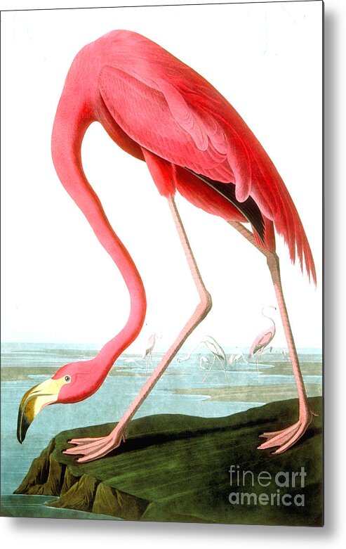 Bird Metal Print featuring the painting American Flamingo by John James Audubon