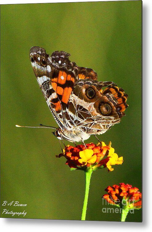 American Painted Lady Metal Print featuring the photograph American Painted Lady by Barbara Bowen