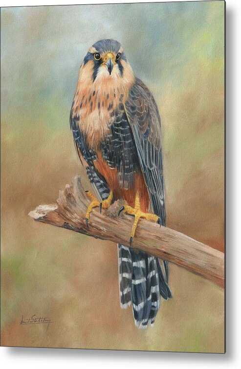 Falcon Metal Print featuring the painting Aplomado Falcon by David Stribbling