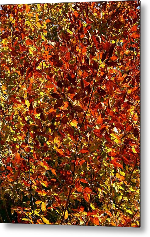 Color Metal Print featuring the photograph Autumn Colors by Karen Harrison Brown