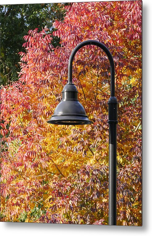 Richard Reeve Metal Print featuring the photograph Autumn Light by Richard Reeve