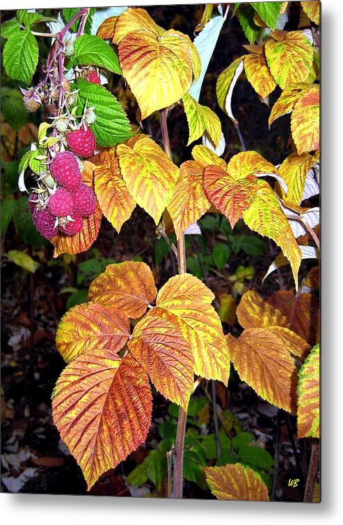 Autumn Metal Print featuring the photograph Autumn Raspberries by Will Borden