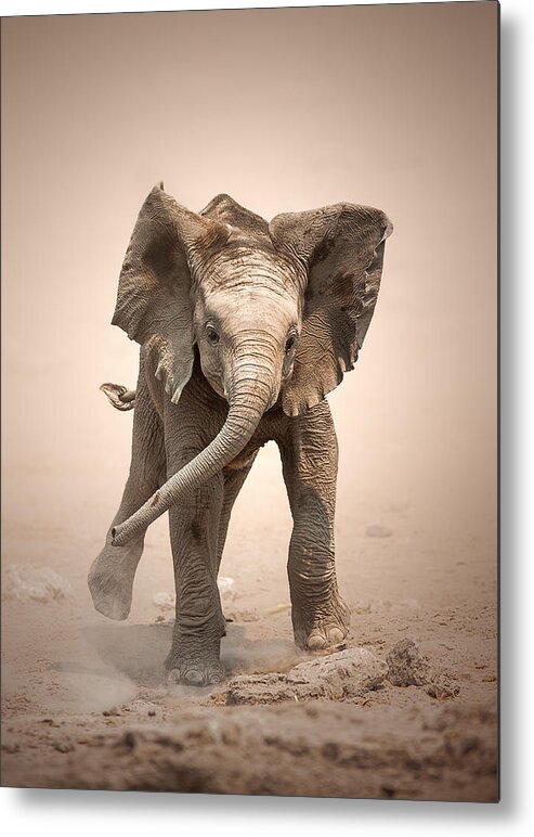 Elephant Metal Print featuring the photograph Baby Elephant mock charging by Johan Swanepoel
