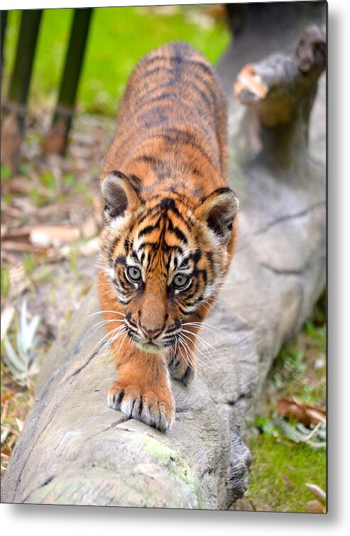 Florida Metal Print featuring the photograph Baby Sumatran Tiger Cub by Richard Bryce and Family