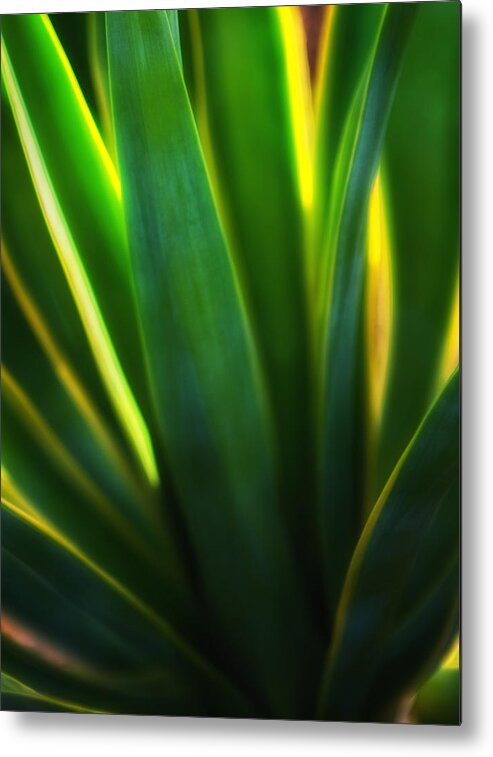Agave Metal Print featuring the photograph Backlit Agave by Bob Coates