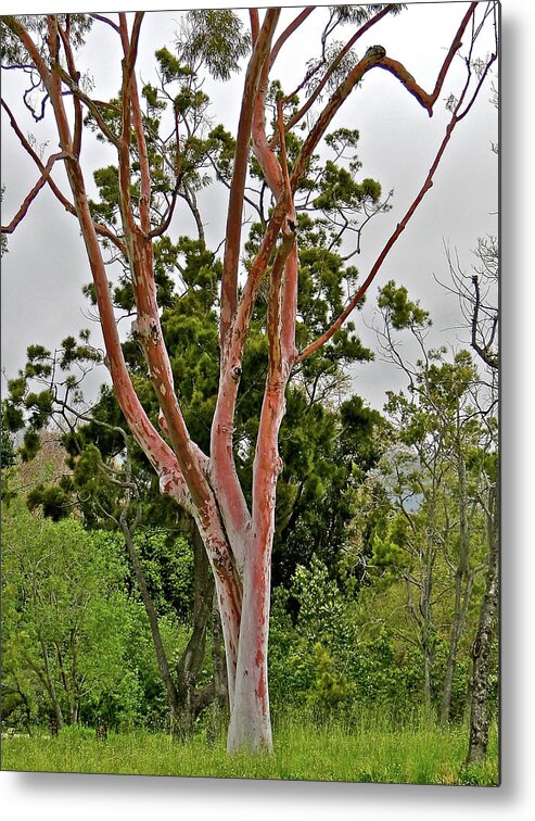 Tree Metal Print featuring the photograph Bare Pink Tree by Liz Vernand