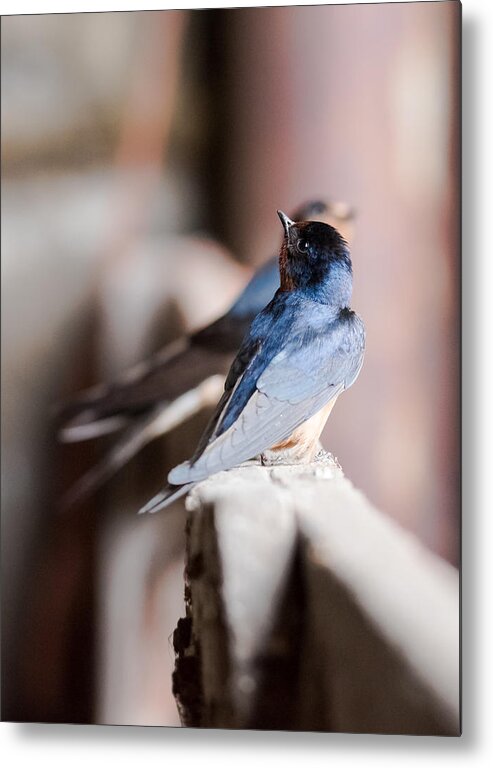 Barn Swallows Metal Print featuring the photograph Barn Swallows by Holden The Moment