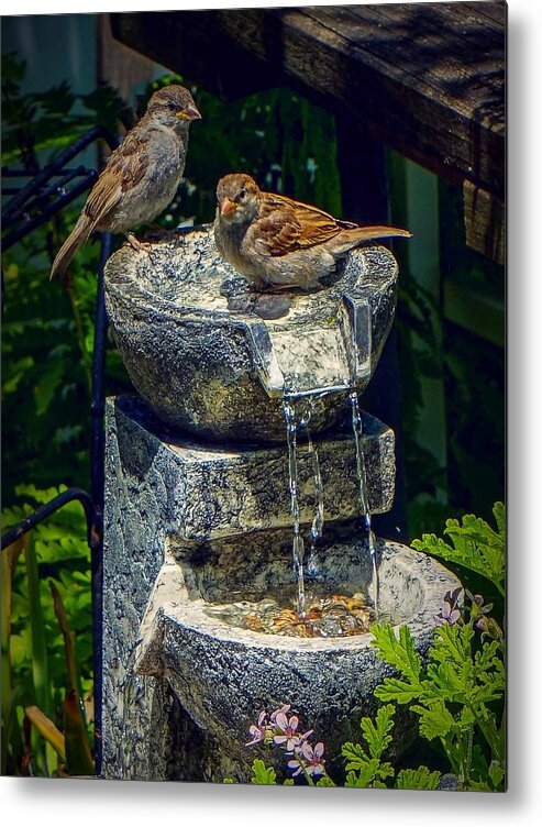  Metal Print featuring the photograph Bath time by Kendall McKernon