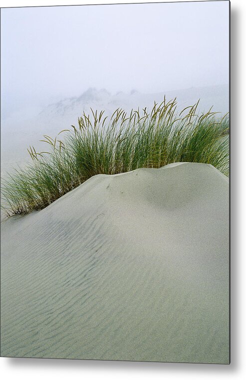Beach Grass Metal Print featuring the photograph Beach Grass and Dunes by Robert Potts