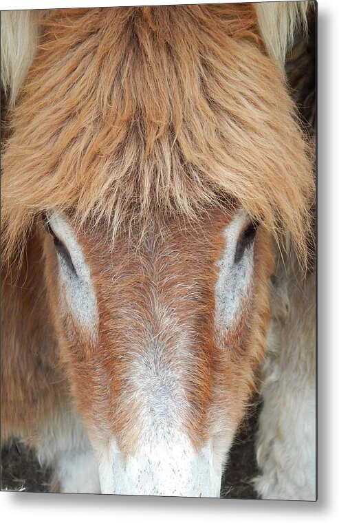 Donkey Metal Print featuring the photograph Believe Me Its Real by Jan Gelders