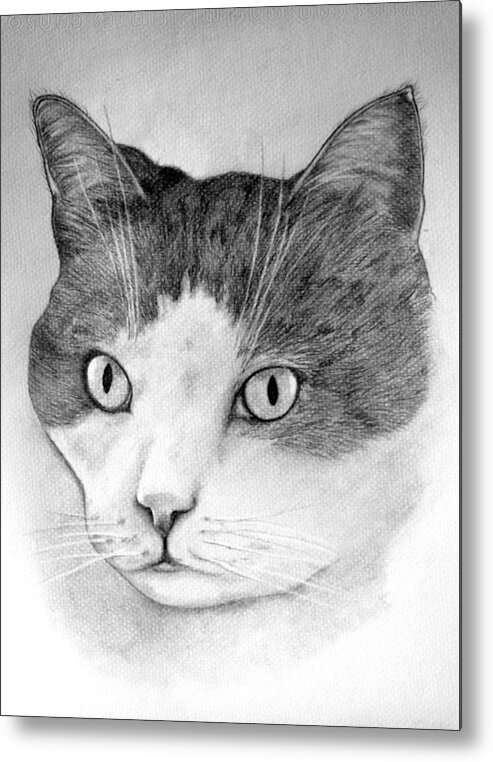 Cat Metal Print featuring the drawing Big Boy Baily by John Stuart Webbstock