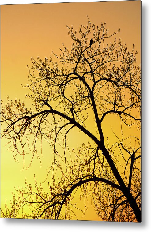 Sunset Photography. Bird In Tree. Bird Photography. Yellow Sunset. Fine Art Photography Greeting Cards. Fine Art Photography. Sunset Greeting Cards. Tree Photography. Fine Art Wall Photography. Wildlife Photography. Metal Print featuring the photograph Bird at Sunset by James Steele