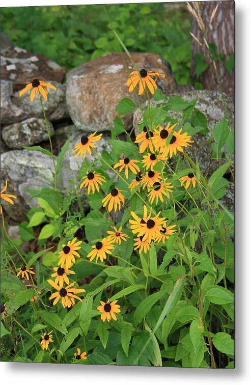 Landscape Metal Print featuring the photograph Black Eyed Susan by Doug Mills
