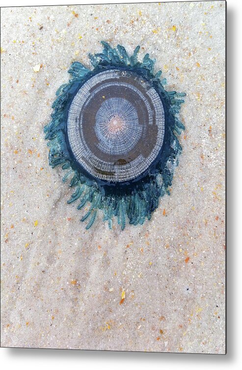 Blue Button Metal Print featuring the photograph Blue Button by Paul Rebmann