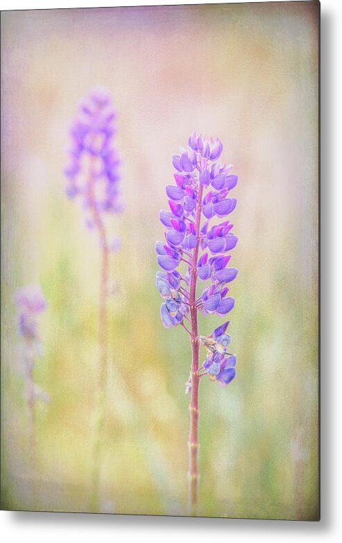 Bluebonnet Metal Print featuring the photograph Bluebonnet by Russell Styles