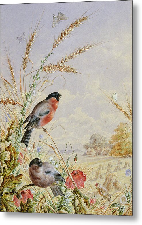 Bullfinch Metal Print featuring the painting Bullfinches in a harvest field by Harry Bright