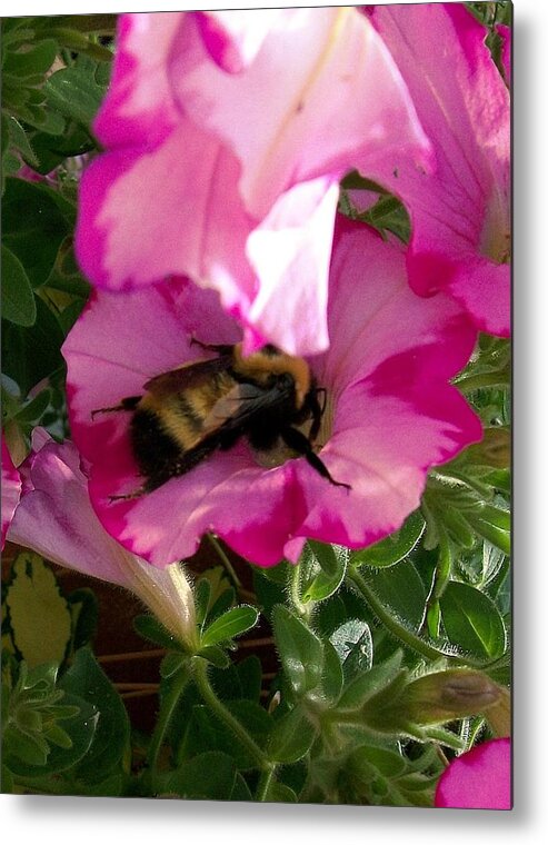 Honey Bee Metal Print featuring the photograph Busy Bumble Bee by Sharon Duguay