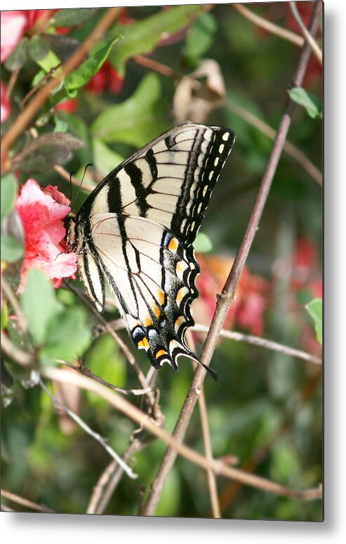 Flowers Metal Print featuring the photograph Butterfly going for the Pollen by Cathy Harper