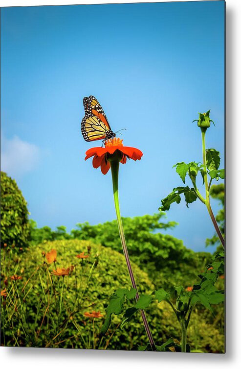 Butterflies Metal Print featuring the photograph Butterfly Perch by Daniel Murphy