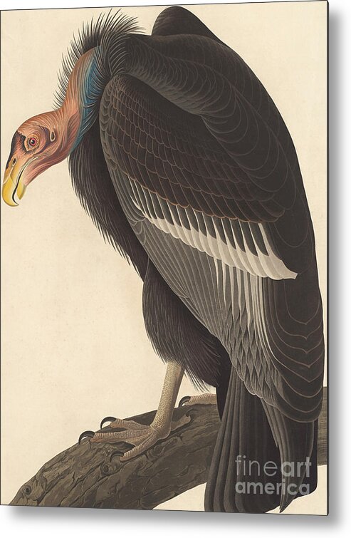 Vulture Metal Print featuring the painting Californian Vulture by John James Audubon