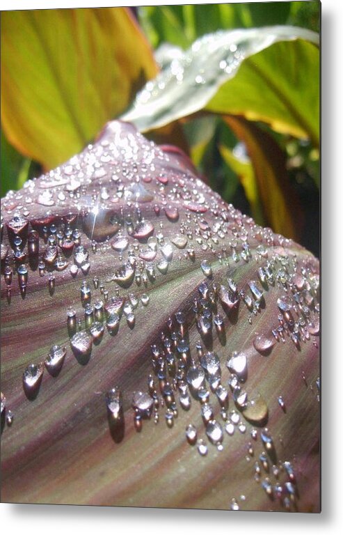 Leaves Metal Print featuring the photograph Canna Shine by Barbara White