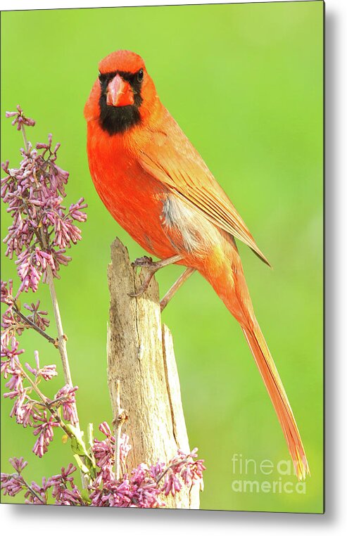 Bird Metal Print featuring the photograph Cardinal Flowery Perch by Max Allen