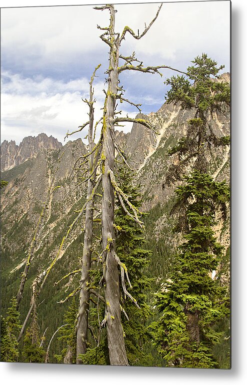 Mountains Metal Print featuring the photograph Cascades Tree by Peter J Sucy