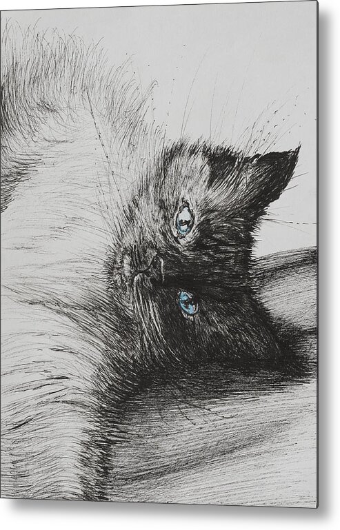 Kitten Metal Print featuring the drawing Cheeky Baby by Vincent Alexander Booth