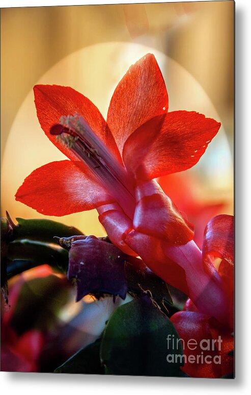 Christmas Cactus Metal Print featuring the photograph Christmas Cactus Flower by Robert Bales