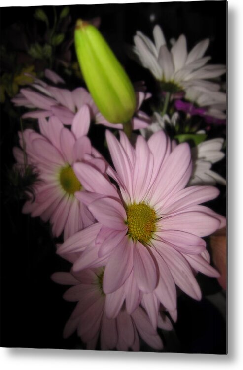 Daisy Metal Print featuring the photograph Daisies Galore by Lessandra Grimley