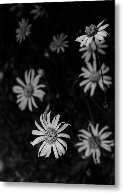 Black And White Metal Print featuring the photograph Daisy by Mario Celzner