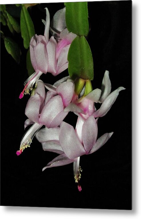 Christmas Cactus Metal Print featuring the photograph Delicate Floral Dance by Sharon Ackley