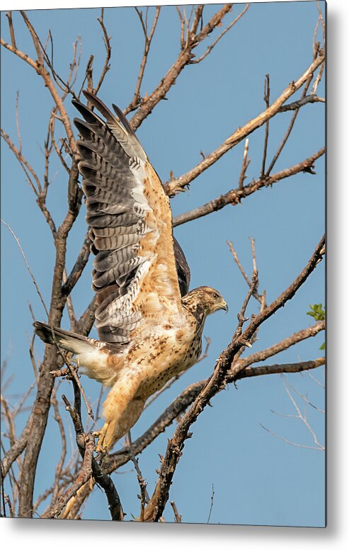 Loree Johnson Photography Metal Print featuring the photograph Departing Swainsons Hawk by Loree Johnson
