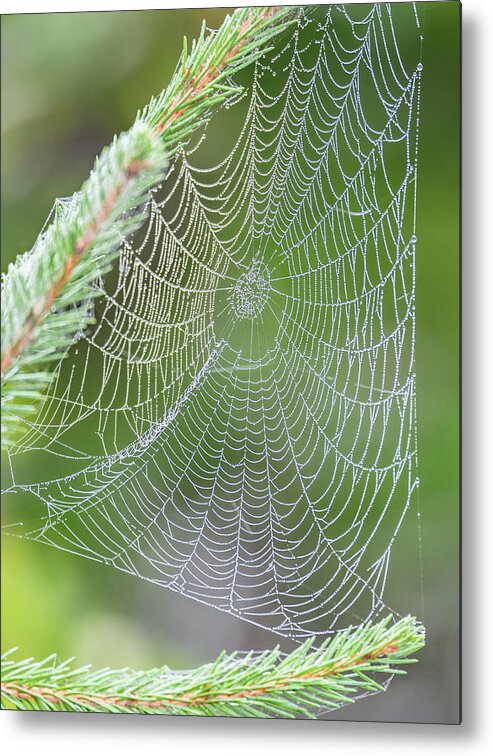 Spider Web Metal Print featuring the photograph Dewy web by Ian Sempowski