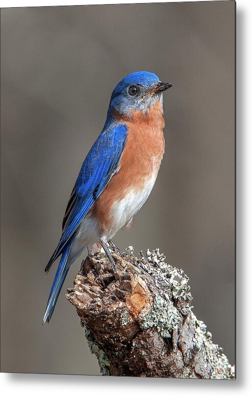 Nature Metal Print featuring the photograph Eastern Bluebird DSB0291 by Gerry Gantt