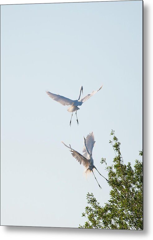 Wild Life Metal Print featuring the photograph Egret Dance by Catherine Lau