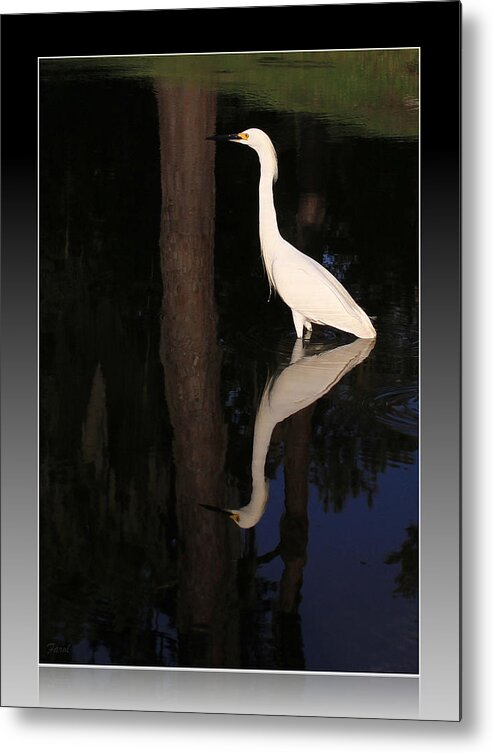 Egret Metal Print featuring the photograph Egret Mirror by Farol Tomson