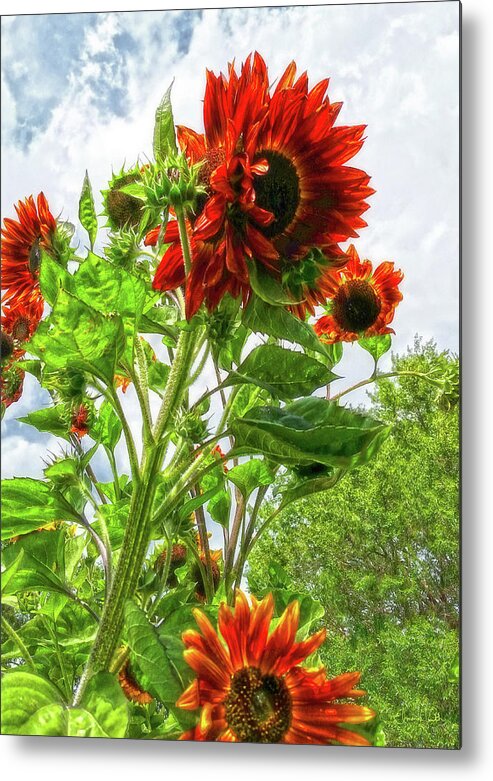 Sunflowers Metal Print featuring the photograph Emeralds and Fire by Amanda Smith