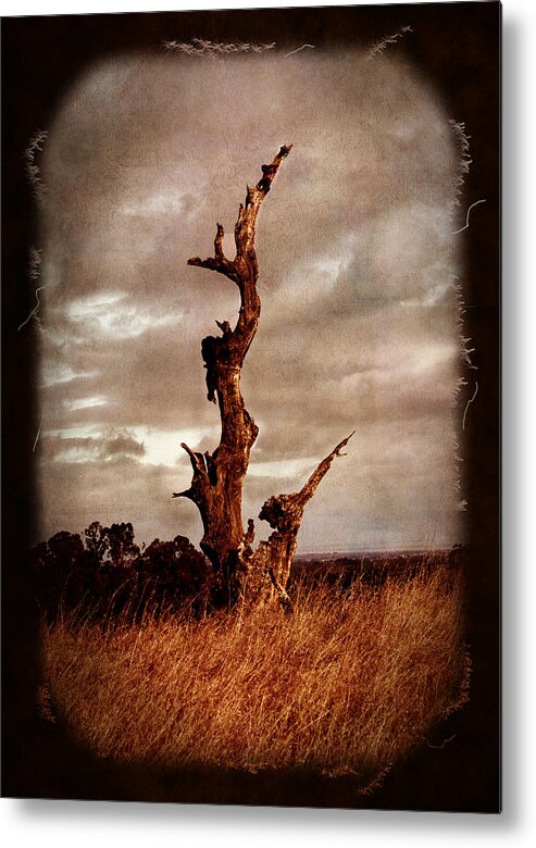 Oak Tree Metal Print featuring the photograph Eternal Spires by Laura Iverson