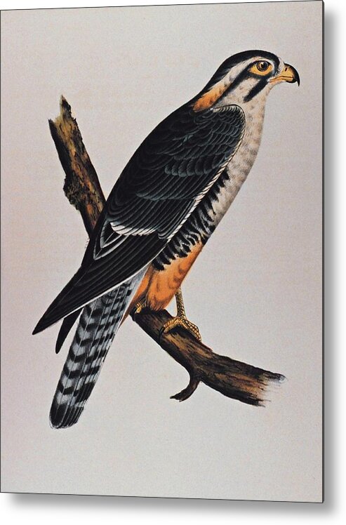 Aplomado Falcon Metal Print featuring the drawing Falcon Aplomado Falcon by Movie Poster Prints