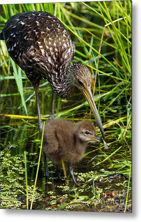 Bird Metal Print featuring the photograph Feeding Limpkin Chick by Larry Nieland