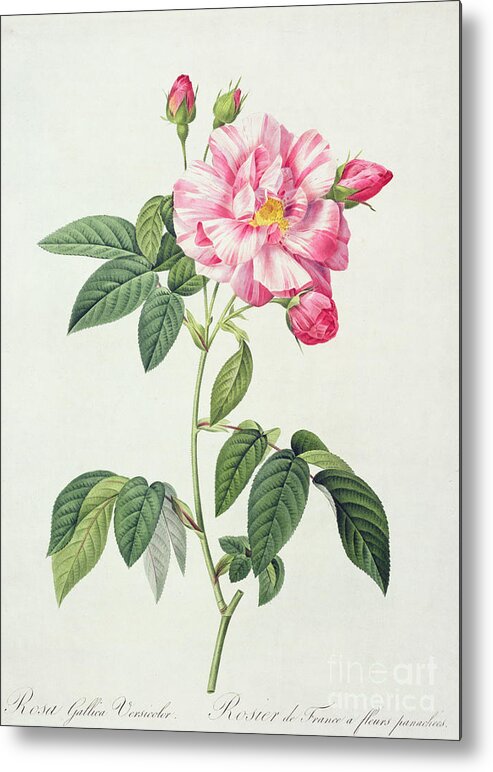 Rosa Metal Print featuring the drawing French Rose by Pierre Joseph Redoute