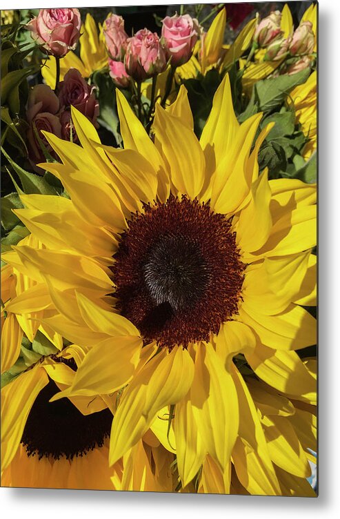 Sunflower Metal Print featuring the photograph Full Sun by Arlene Carmel