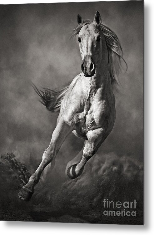 Horse Metal Print featuring the photograph Galloping White Horse in Dust by Dimitar Hristov