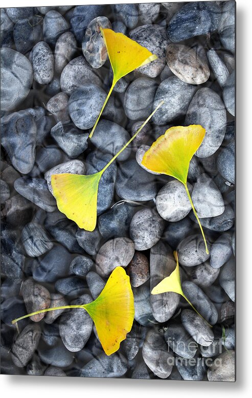 Digital Metal Print featuring the photograph Ginkgo Leaves on Gray Stones by Laura Iverson