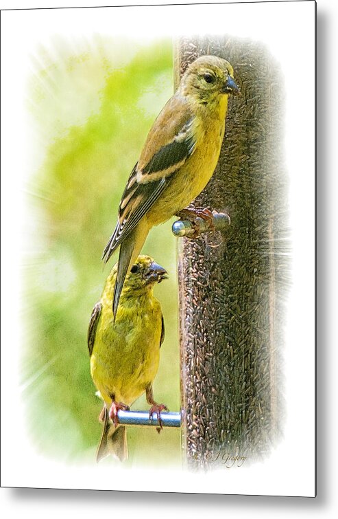 Feeder Metal Print featuring the photograph Goldfinches by Constantine Gregory